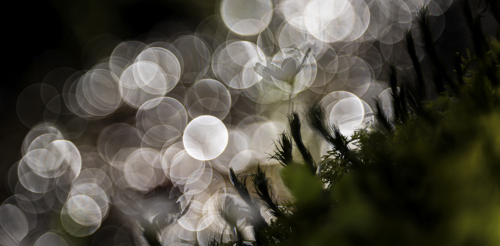 Platz 6 Sieglinde Senser